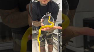 Very Rare YELLOW Insularis Viper 🔥 shorts rare snake [upl. by Babita862]