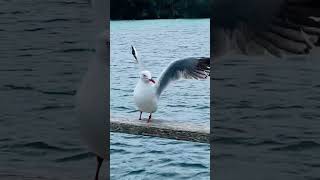 Quick clips nsw views Forster storm Bushturkeykingstingray dolphins [upl. by Annoid]