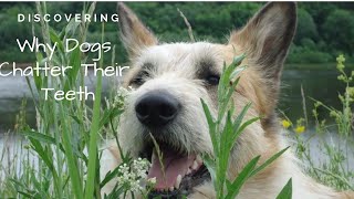 Teeth Chattering in Dogs [upl. by Daveda]