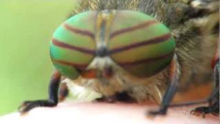 Hybomitra horsefly close up [upl. by Drarej]