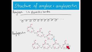 AS Biology  Starch and glycogen [upl. by Nahc]