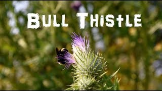 Mini Artichokes for FREE Foraging the Bull Thistle [upl. by Neeloc288]