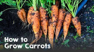 How to Grow Carrots from Seed to Harvest [upl. by Selby]