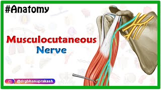 Musculocutaneous nerve Anatomy USMLE Step 1 Origin Course innervation and Clinical relations [upl. by Fanny682]