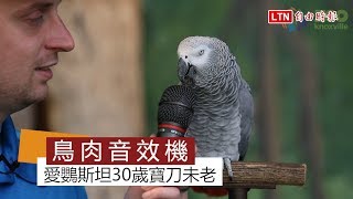 天才灰鸚鵡30歲寶刀未老 說學逗唱根本看不到車尾燈啦 [upl. by Joy]