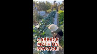 cabbage mothmp4 [upl. by Mond]