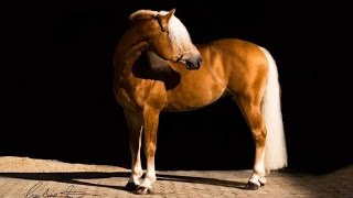 Amazing Horse  Haflinger [upl. by Aettam450]