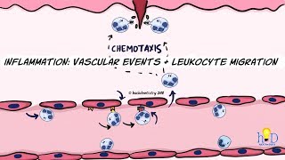 Inflammation Vascular events and leukocyte migration [upl. by Nosnibor550]