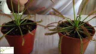 Carnivorous plant Drosera sundew basic care  How to grow Sundew [upl. by Sikes]