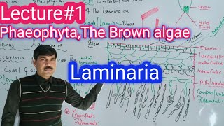 Laminaria plant body and its structure BSC BS Botany and zoology aliuzairpakistan [upl. by Southworth]