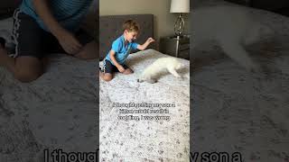 British Shorthair Kitten Plays With Boy  1509523 [upl. by Aicad]