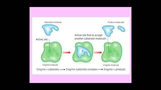 214 Enzymes c The mechanism of enzyme action [upl. by Anilesor]