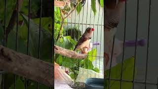 Bird sounds  Zebra finch singing  Zebra finch sound  zebrafinch finch youtubeshorts birds [upl. by Alphonse]