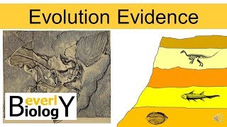 Evolution Evidence updated [upl. by Brawner741]