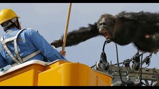 Wild Chimp Escape Chase CAUGHT ON CAMERA [upl. by Lamoree113]