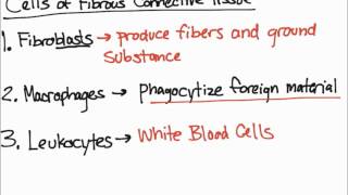 Cells of Fibrous Connective Tissue [upl. by Bultman]