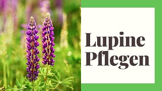 Lupine Pflegen So gehts richtig [upl. by Utter]