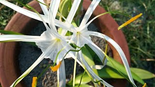 White lilyspider lilyHymenocallis Littoralis Plant care tipspropagation [upl. by Lynnea]