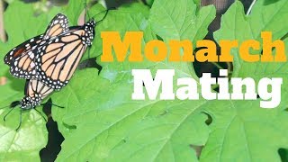 Monarch Butterfly Mating [upl. by Renaxela362]