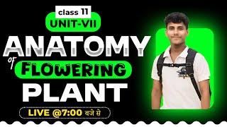 🔴 Anatomy of Flowering Plant • Class 11  NEET • ncertExpert [upl. by Tudor]