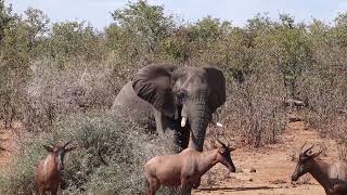 Watch Tsessebe and Zebra giving way to a large bull Elephant Shingwedzi region Kruger National Park [upl. by Mahoney]