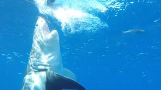 Cage Diving with Great White Sharks [upl. by Ymma]