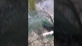 Catching Yabbies near Gulgong [upl. by Denys776]