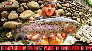 Is Gatlinburg The Best Place To Trout Fish Right Now In Tennessee [upl. by Wilburt657]