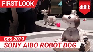 CES 2019 Sony Aibo Robot Dog First Look  Digitin [upl. by Rita]