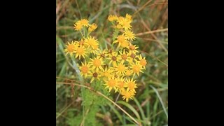 Ragwort Identification [upl. by Andromache]