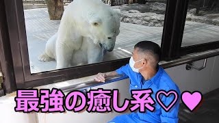 【奇跡のホッキョクグマ 】しろくまピースの名場面2020年上半期編。とべ動物園にて。 [upl. by Triny759]