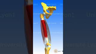 LE QUADRICEPS muscle anatomie corpshumain [upl. by Acimahs]