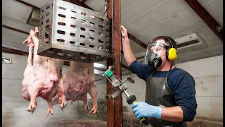 The Best Pig Farming Practices [upl. by Lazarus]