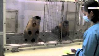 Two Monkeys Were Paid Unequally Excerpt from Frans de Waals TED Talk [upl. by Randall681]