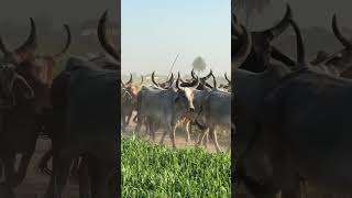 गाय और रबारी भाई desi cow trendingshorts [upl. by Ilohcin]