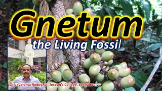 Gnetum Living Fossil Naked Seed Plant Gymnosperm Dr Jayarama Reddy St Josephs Admissions [upl. by Ecenaj]