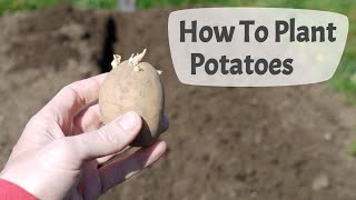 How To Plant Potatoes Planting Potatoes On A UK Allotment [upl. by Ziana139]