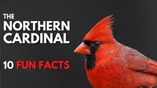 The NORTHERN CARDINAL  10 FACTS about them [upl. by Koziarz308]