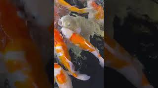 Aquarium with Beautiful Fish Relaxing Water Stream Noise with Sleep Sound I ASMR fish relaxing [upl. by Munn]