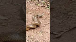 Caught the site of snakes mating in front of our House 😮 smoothsnake flyingsnake [upl. by Bores62]