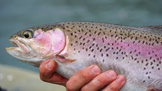 How To Catch Rainbow Trout from a Kayak  FieldTrips West Coast  Field Trips with Robert Field [upl. by Lorilee]