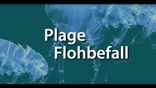 Plage Flohbefall So breiten sich Flöhe aus [upl. by Cramer]