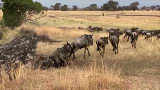 Extraordinary Herd Wildebeest Crossing Mara River [upl. by Howlond333]