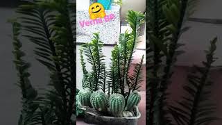 Pedilanthus amp Cactus in One Planter  plants [upl. by Ayatan238]