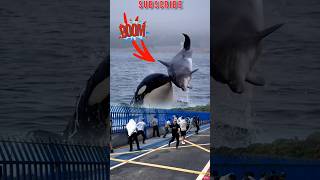 ORCA WHALE HUNTING whale amazing [upl. by Suckow]