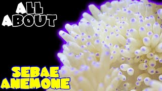 All About The Sebae Anemone [upl. by Valerie]