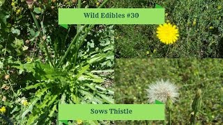 Wild Edibles 30 Sows Thistle Sonchus oleraceus [upl. by Jochbed]