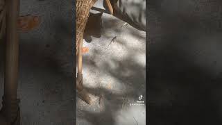 Cat vs Lizard funnypetschannel funnyanimals cuteanimal wildlife [upl. by Leumek]