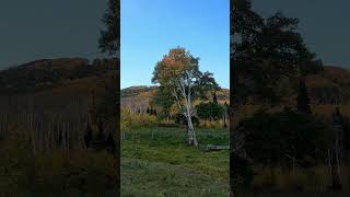 Walking up to a lone Aspen tree [upl. by Marjory]