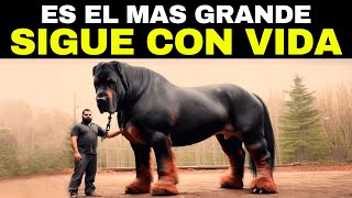 Los 20 Perros Más Peligrosos Y Grandes Del Mundo [upl. by Gibe75]